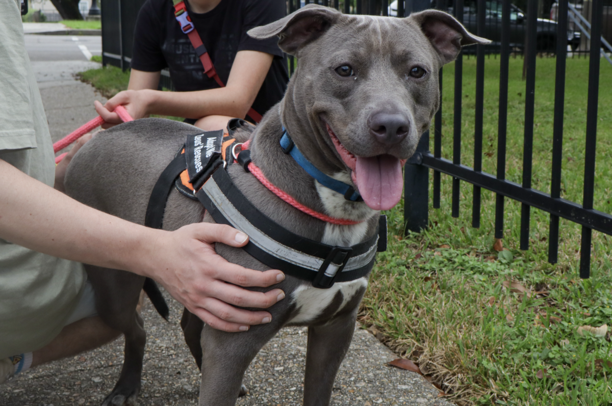 Loyola student pets dog while volunteering for Zeus' Rescue as dog walkers.